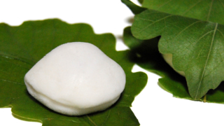 信濃屋の柏餅｜伝統の兜型