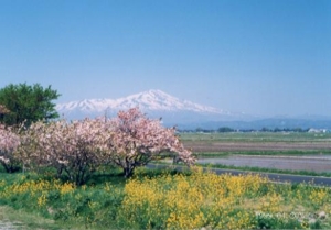 春の庄内平野｜残雪の出羽富士 鳥海山、田植え前の代掻きした田んぼ、菜の花、桜満開